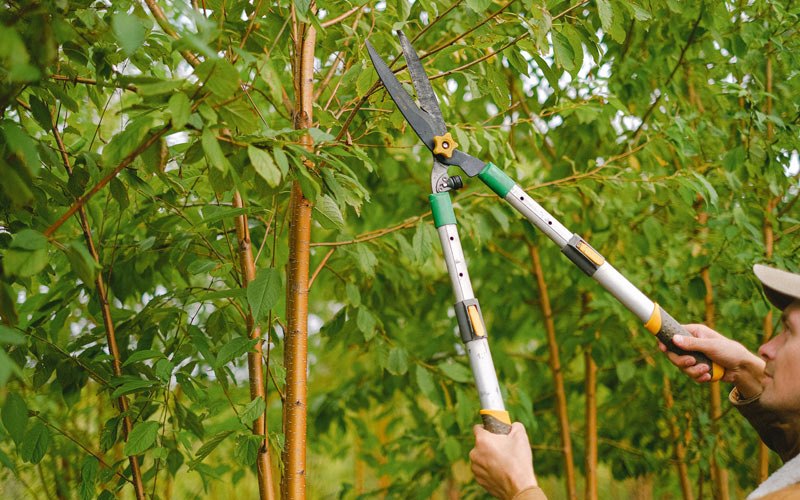 Tree trimming in Peach Bottom, PA